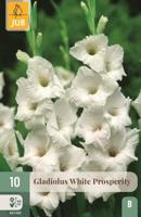 Bloembollen Gladiolus White Prosperity 10st - thumbnail