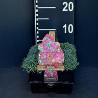 Steenanjer (dianthus gratianopolitanus "Babi Lom") bodembedekker - 6-pack - 1 stuks - thumbnail