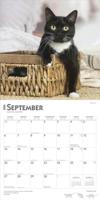 Zwart Wit Katten Kalender 2026 - thumbnail