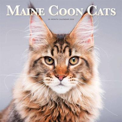 Maine Coon Kalender 2026