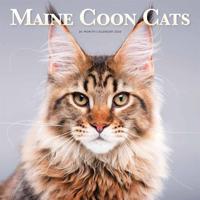 Maine Coon Kalender 2026 - thumbnail
