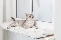 Trixie ligmat harvey voor vensterbank wit-zwart - thumbnail