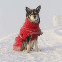 Hurtta Extreme Warme winterjas voor honden, 35 cm, bordeauxrood - thumbnail