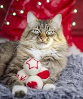 CUPID & COMET WOLLEN BALLEN - thumbnail