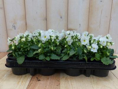 Bosviolen Violen Wit 12 stuks Viola Warentuin Natuurlijk - Warentuin natuurlijk