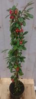 Cotoneaster Dwergmispel klimstruik 80 cm Warentuin Natuurlijk - Warentuin natuurlijk - thumbnail