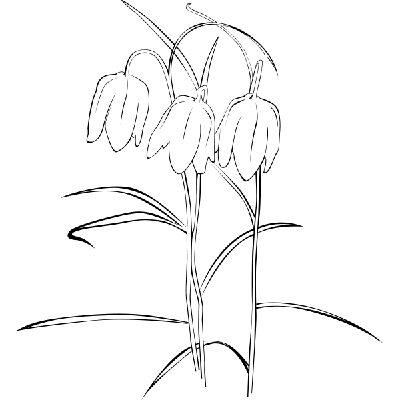 Sneeuwklokjes - Muursticker Sneeuwklokjes - Muursticker