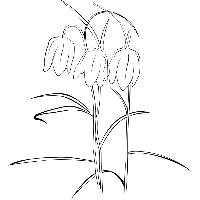 Sneeuwklokjes - Muursticker - thumbnail