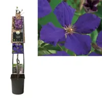 Paarse bosrank (Clematis "Jackmanii") klimplant 120 cm - thumbnail
