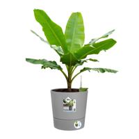 ELHO - Bloempot - Greensense Aqua Care Rond 30 - Licht Cement - Binnen/buiten - Ø 29,5 x H 29,1 cm - thumbnail