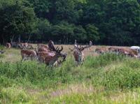 Herten bos 70x50cm Tuinschilderij Customize-it - Customize it - thumbnail