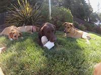 Petsport Loofah Buddy Assorti - thumbnail