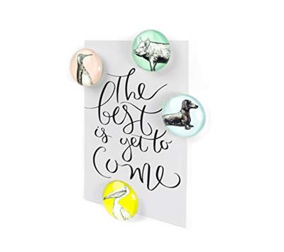 Trendform Magnet Eye - Dieren - set van 4 verschillende