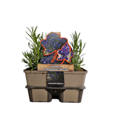 Lavendel (lavandula angustifolia "Hidcote") bodembedekker - 6-pack - 1 stuks - thumbnail
