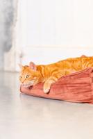 Designed by Lotte Kattenkussen VELVETI roze - thumbnail