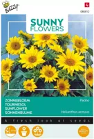 Zaden Sunny Flowers Zonnebloem Pacino Gold Buzzy - Buzzy - thumbnail