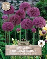 Prins Allium Purple Sensation 20 bollen - thumbnail