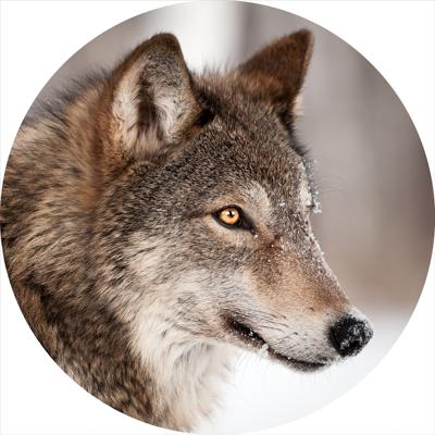 Glasschilderij rond van een wolf