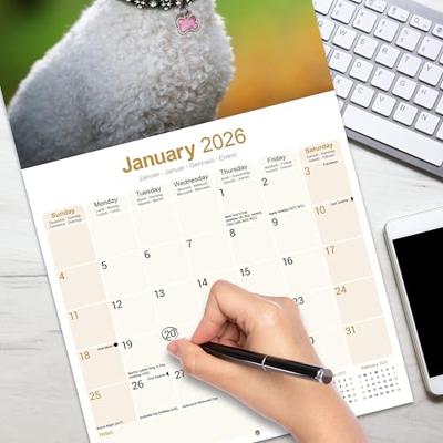 Bichon Frise Kalender 2026