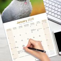 Bichon Frise Kalender 2026 - thumbnail