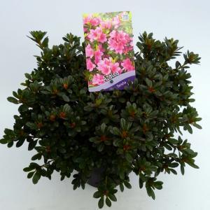 Rododendron (Rhododendron Japonica "Geisha Pink") heester - 30-35 cm - 1 stuks