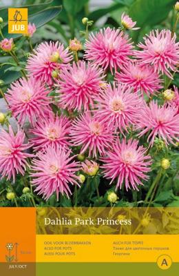 Dahlia park princess