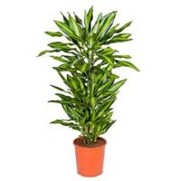 Dracaena cintho L kamerplant - thumbnail