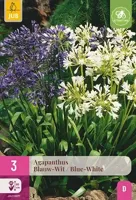 JUB x3 Agapanthus Blauw/Wit - thumbnail