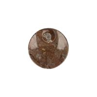 Fossiel Schaaltje Ammoniet Rond - thumbnail