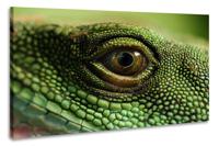 Schilderij -Oog van een Hagedis 100x70cm, premium print, wanddecoratie - thumbnail