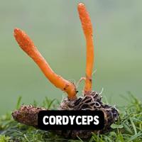 Cupplement Cordyceps Supplements 60Capsules - thumbnail