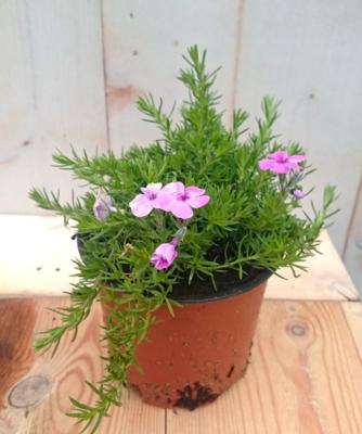 3 stuks! Kruipphlox vlambloem roze Warentuin Natuurlijk - Warentuin natuurlijk