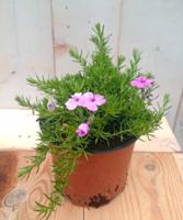 3 stuks! Kruipphlox vlambloem roze Warentuin Natuurlijk - Warentuin natuurlijk - thumbnail