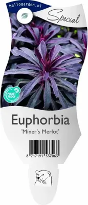 Euphorbia 'Miner's Merlot' Wolfsmelk vaste plant Griffioen - Griffioen