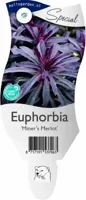 Euphorbia 'Miner's Merlot' Wolfsmelk vaste plant Griffioen - Griffioen - thumbnail