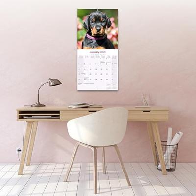 Dobermann (Euro) Calendar 2026 Square Dog Breed Wall Calendar - 16 Month