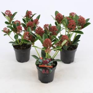 Skimmia (Skimmia Japonica “Red Dwarf”®) heester - 10-15 cm (P9.5) - 18 stuks