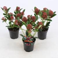Skimmia (Skimmia Japonica “Red Dwarf”®) heester - 10-15 cm (P9.5) - 18 stuks - thumbnail