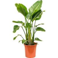 Strelitzia nicolai XL kamerplant - thumbnail