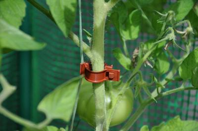 6 stuks! Tomato Clips / Clips a tomates 20 X Royal Well - Royal well 6 stuks! Tomato Clips / Clips a tomates 20 X Royal Well - Royal well