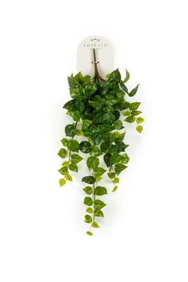 Drakenklimop hangend l25cm groen