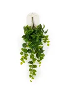 Drakenklimop hangend l25cm groen - thumbnail