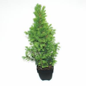 Spar (Picea glauca "Conica") conifeer Spar (Picea glauca "Conica") conifeer