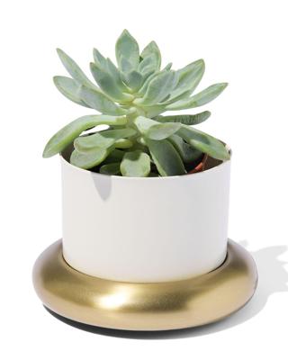HEMA Bloempot Ø10x6.5cm metaal met schotel wit-goud (wit)