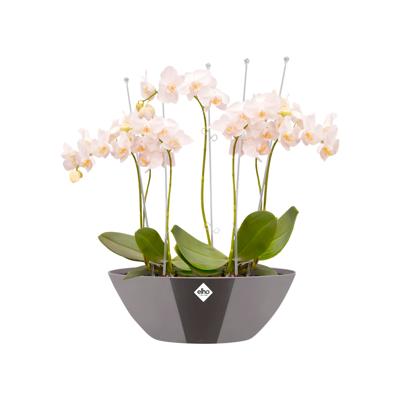 elho brussels diamond oval 46cm Binnen Plantenpot Vrijstaand Polypropyleen (PP) Parel elho brussels diamond oval 46cm Binnen Plantenpot Vrijstaand Polypropyleen (PP) Parel