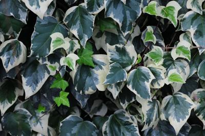 Algerijnse klimop Algerijnse klimop