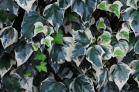 Algerijnse klimop - thumbnail