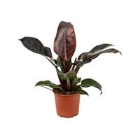 Philodendron imperial red S kamerplant - thumbnail