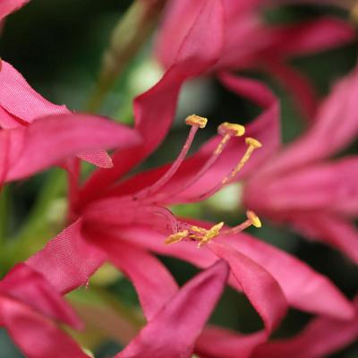 Nerine Lely Kunstbloem 70cm cerise