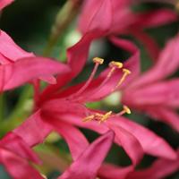 Nerine Lely Kunstbloem 70cm cerise - thumbnail